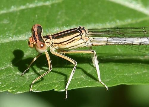 Platycnemis sp.
